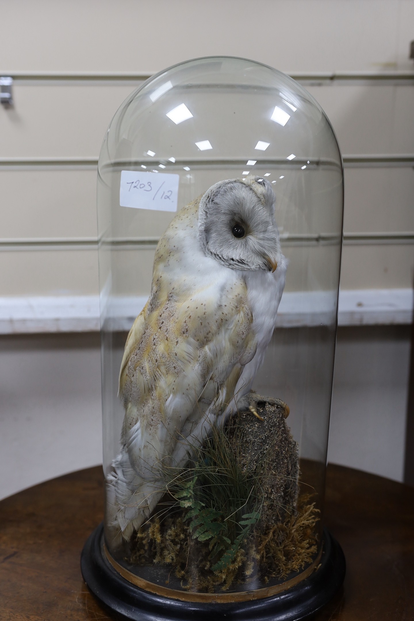 A Barn Owl under a glass dome, 44cms high